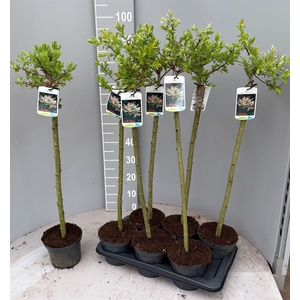 Salix integra 'Hakuro Nishiki'