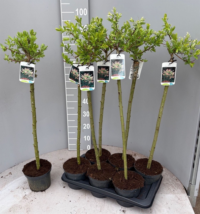 <h4>Salix integra 'Hakuro Nishiki'</h4>