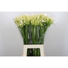 Agapanthus Gletsjer