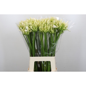 Agapanthus Gletsjer