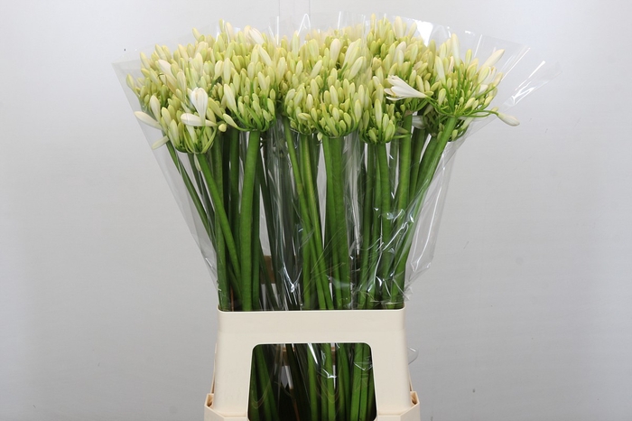 Agapanthus Gletsjer