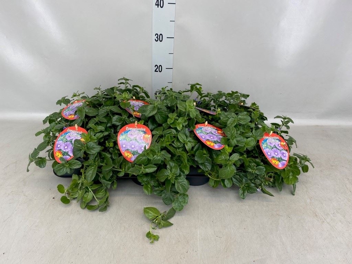 <h4>Convolvulus sab. 'Early Blue'</h4>