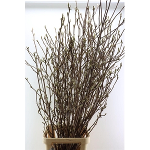 Magnolia P Stem 180cm X25