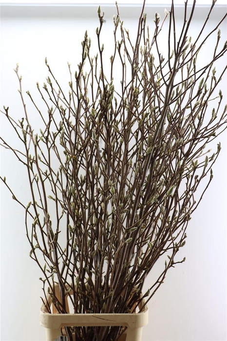 <h4>Magnolia P Stem 180cm X25</h4>