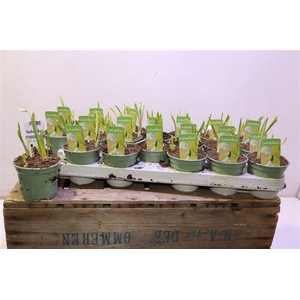 arr8 Galanthus Niv In Pot