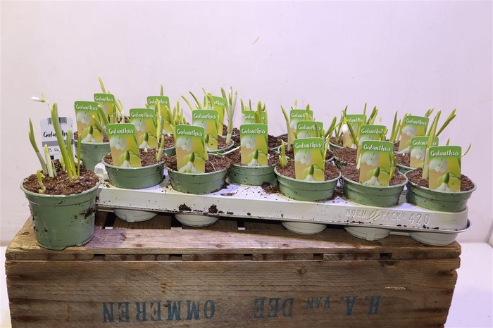 <h4>Galanthus Niv In Pot</h4>