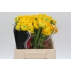 Ranunculus Charm Yellow