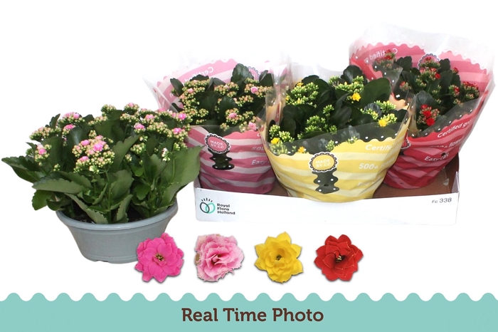 <h4>KAL GE GEM 4 KL</h4>