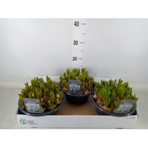 Muscari  'Mountain Lady'