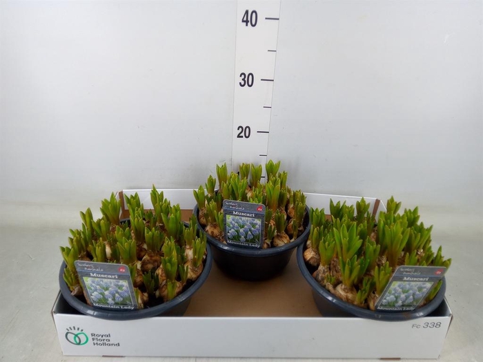 <h4>Muscari  'Mountain Lady'</h4>