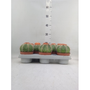 Melocactus matanzanus