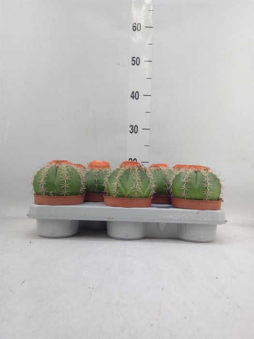 <h4>Melocactus matanzanus</h4>