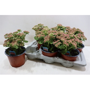 Sedum Herbstfreude