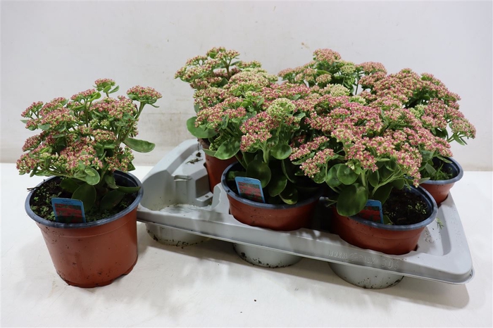 <h4>Sedum Herbstfreude</h4>