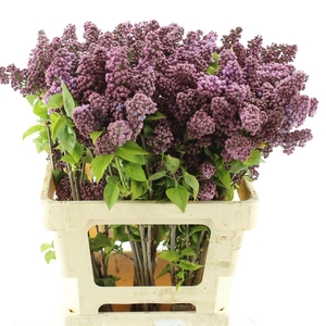 Syr Vulgaris Violet (1-2 Kop)