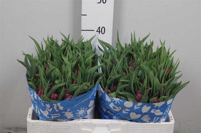 <h4>Tu Du World Bowl</h4>