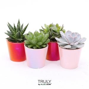 TRULY succulent Red Pink - pearl shine