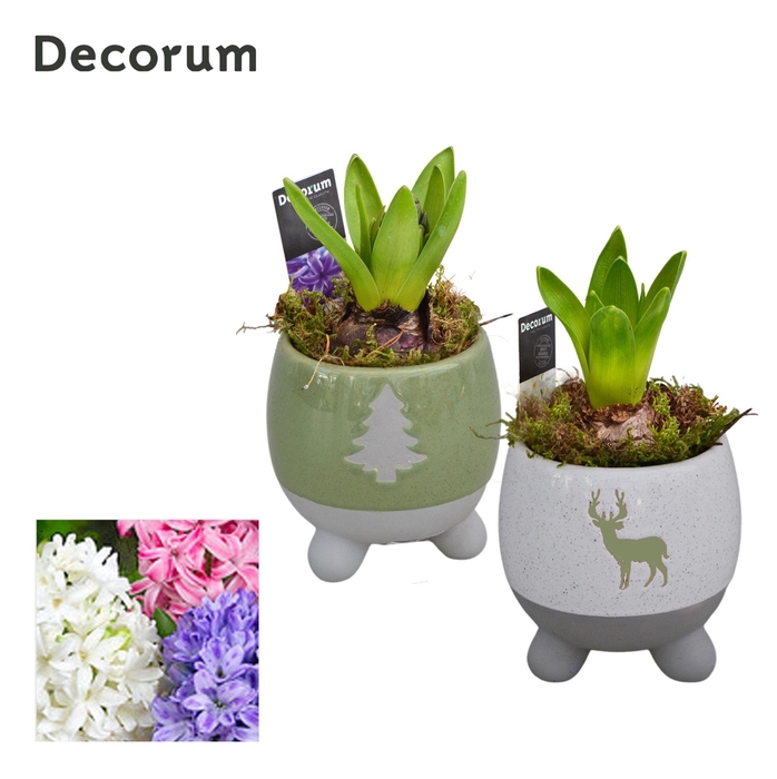 <h4>ARR HYACINTH</h4>