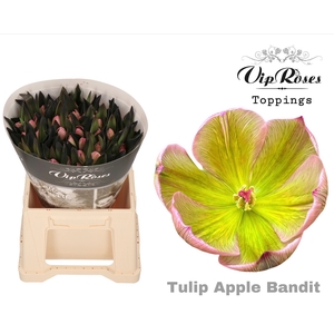 TU EN RV APPLE BANDIT
