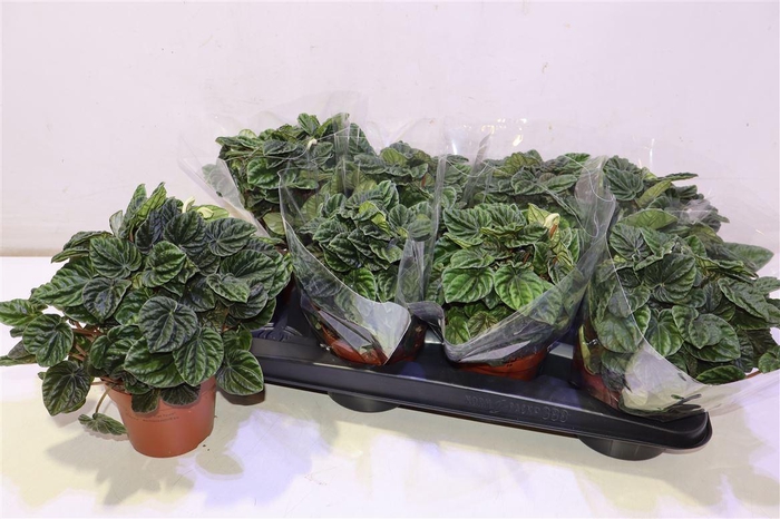 <h4>arr8 Pep Ca Lilian</h4>