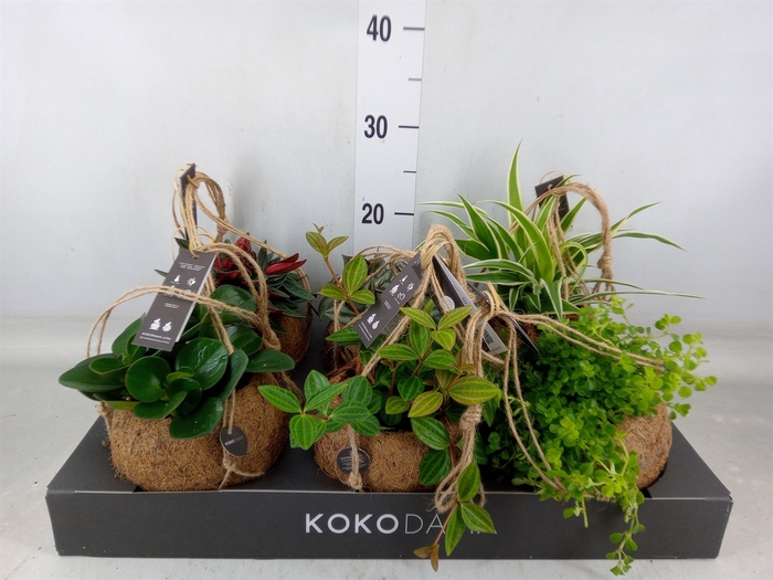 <h4>Planten Groen   ...mix  3</h4>