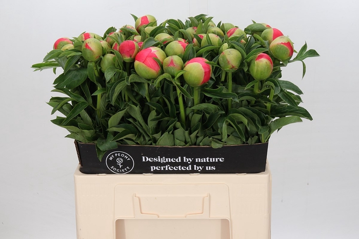 Paeonia coral sunset