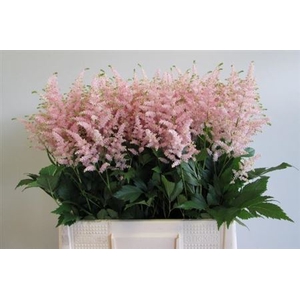 Astilbe Ja Europa