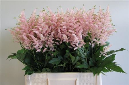 <h4>Astilbe Ja Europa</h4>