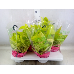 Epipremnum pinn. 'Golden Pothos' HG