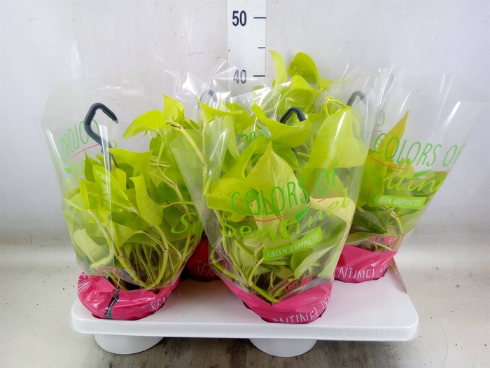 <h4>Epipremnum pinn. 'Golden Pothos' HG</h4>