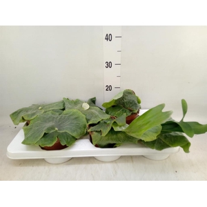 Platycerium superbum