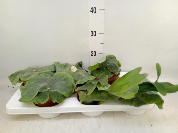 <h4>Platycerium superbum</h4>