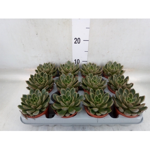 Echeveria   ...not flowering