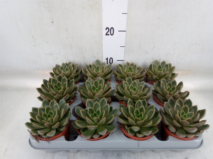 <h4>Echeveria   ...not flowering</h4>
