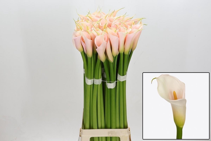 <h4>ZANT AE EYD SALMON</h4>