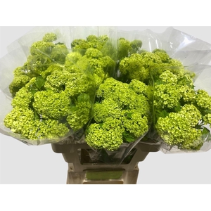 VIBURNUM OPULUS 'ROSEUM'