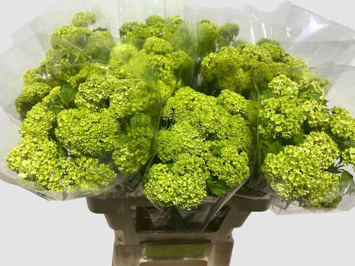 <h4>VIBURNUM OPULUS 'ROSEUM'</h4>