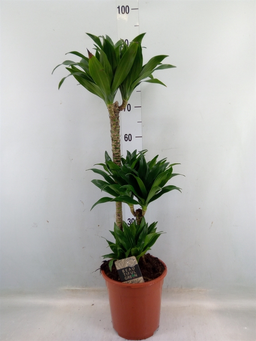 <h4>Dracaena frag. 'Compacta'</h4>