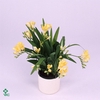 Freesia Poney 13Ø 50cm