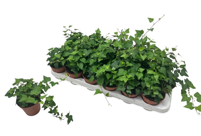 <h4>HED HE ANNA</h4>