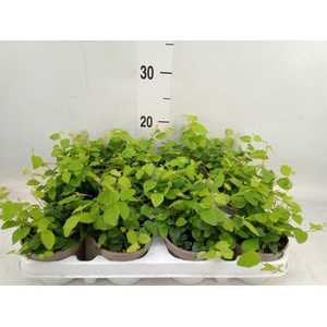 Ficus pumila 'Sunny Green'