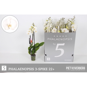 .Phalaenopsis overig wit