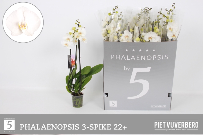 <h4>.Phalaenopsis overig wit</h4>