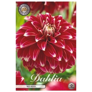 Dahlia Red Rock x1 l