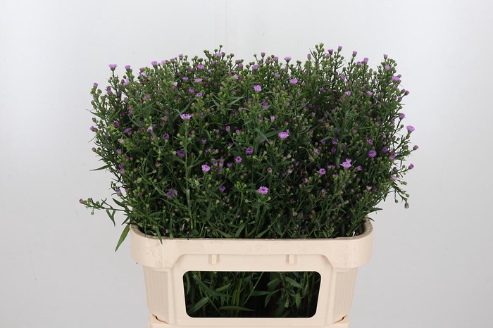 <h4>Aster Painted Lady</h4>