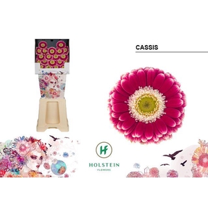 Germini Cassis Diamond