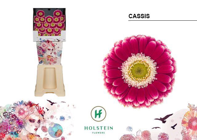<h4>Germini Cassis Diamond</h4>