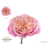 Rosa a Wabara Miyabi