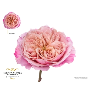 Rosa a Wabara Miyabi