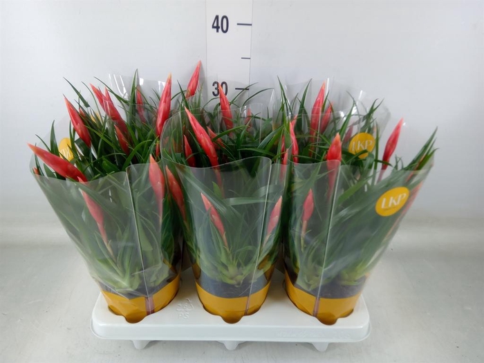 <h4>Vriesea  'Astrid'</h4>